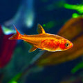Ember Tetra 4/pk