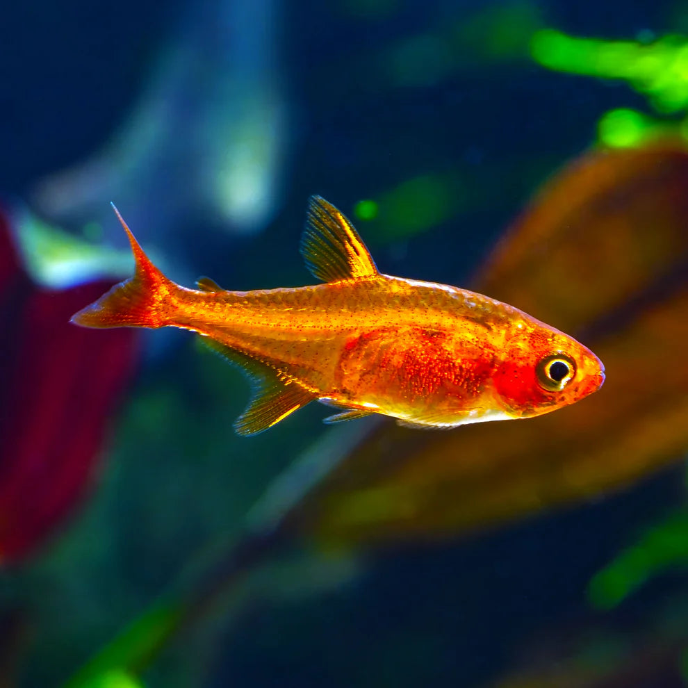Ember Tetra 4/pk